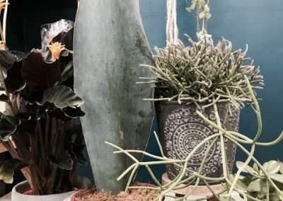 Cactus