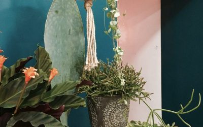 “Une jungle dans ma maison : les 5 plantes d’intérieur faciles à cultiver”