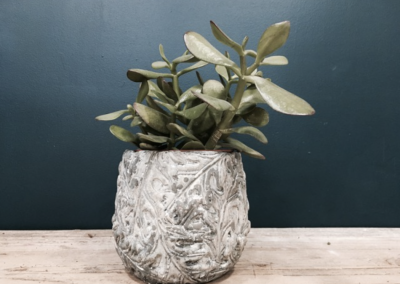 Plante en pot