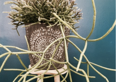 Succulente